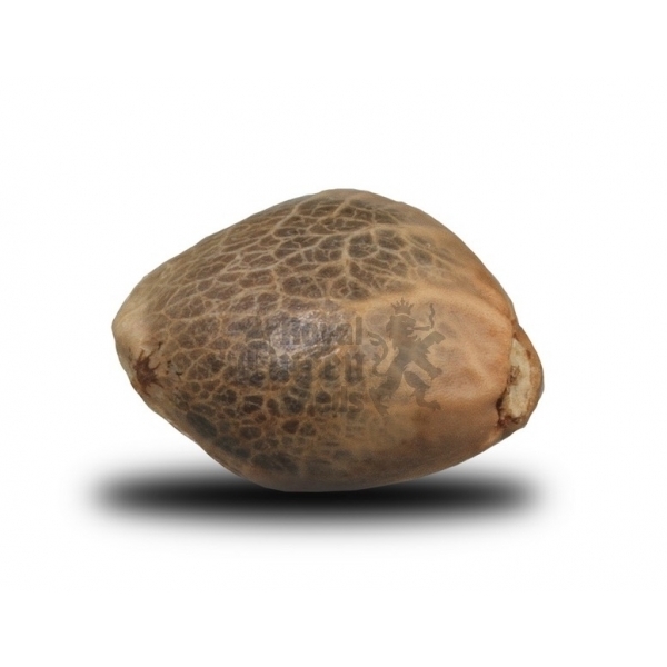 Royal Queen Seeds - Royal Bluematic (auto/fem.)