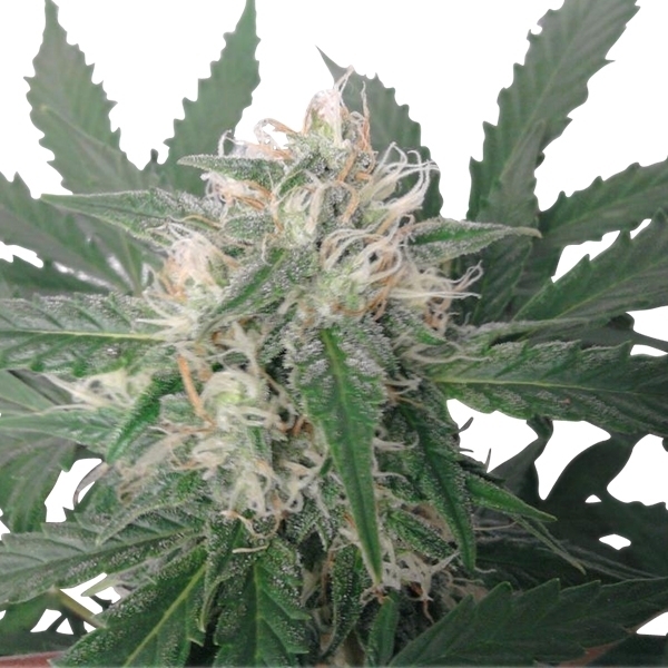 Royal Queen Seeds - Royal Bluematic (auto/fem.)