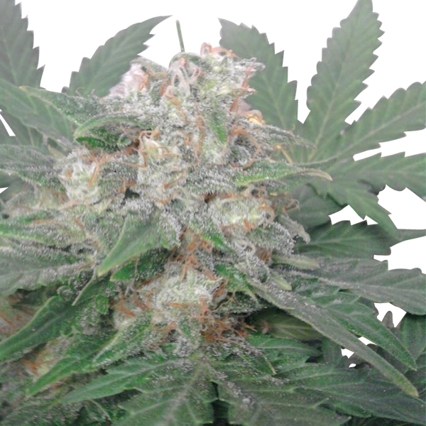 Royal Queen Seeds - Royal Bluematic (auto/fem.)