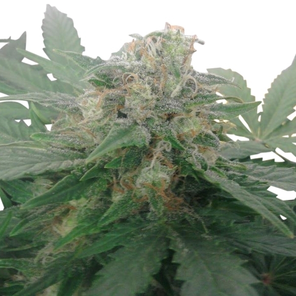 Royal Queen Seeds - Royal Bluematic (auto/fem.)