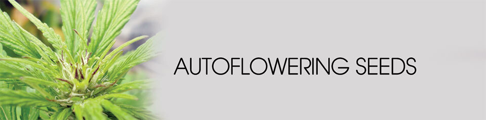 G13 Labs Seeds - Auto AK (auto/fem.)