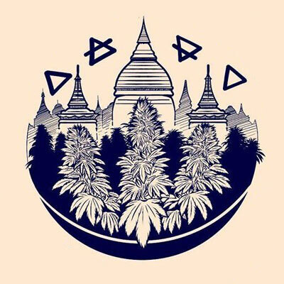 Bodhi Seeds - Heavenly Hashplant (reg.) 08240