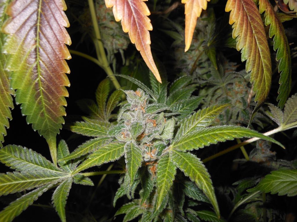 Bodhi Seeds - Cluster Funk (reg.)