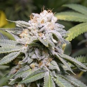 Bodhi Seeds - Lemon G x 88 G13 Lemon Hashplant (reg.)