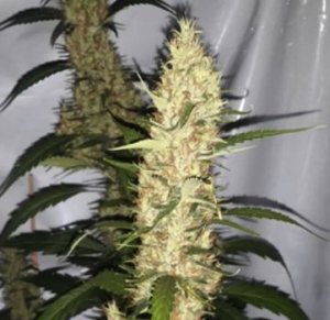 Bodhi Seeds - Pinball Wizard (reg.)