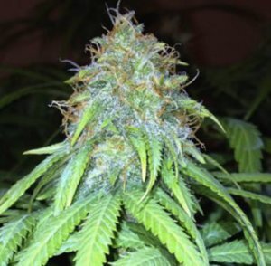 Bodhi Seeds - Mango Hashplant (reg.)