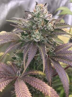 Bodhi Seeds - Sakura (reg.) 08251