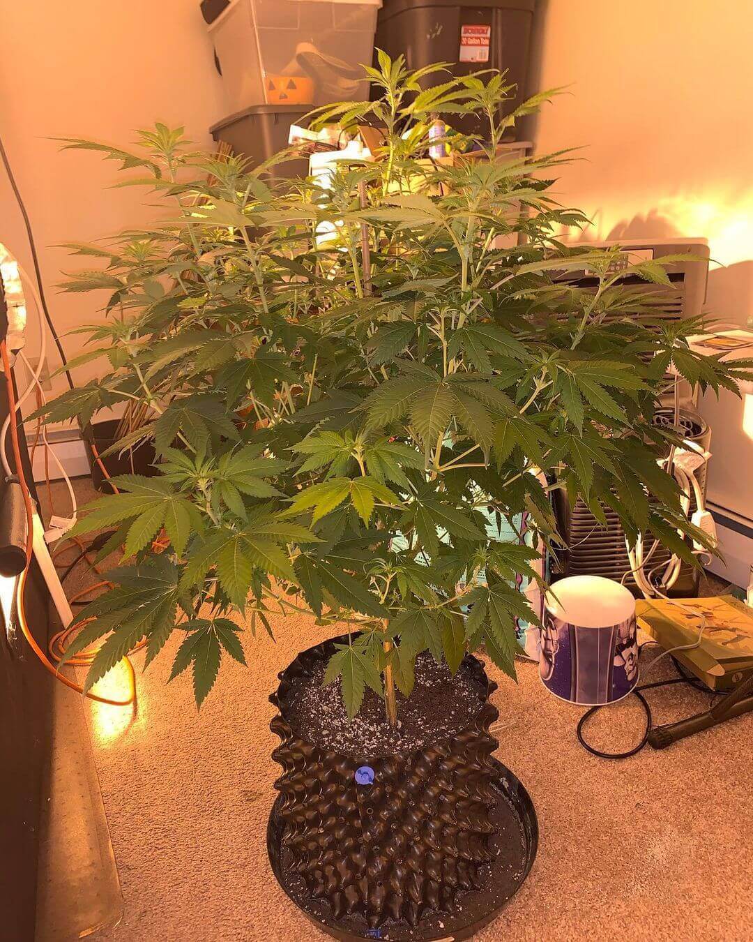 Bodhi Seeds - Wookie Orgasm (reg.)