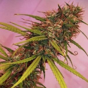 Bodhi Seeds - Soar (reg.)