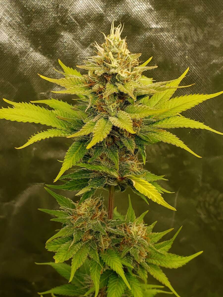 Bodhi Seeds - Sundance (reg.)