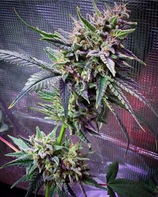 Bodhi Seeds - Terpenado (reg.) 08259