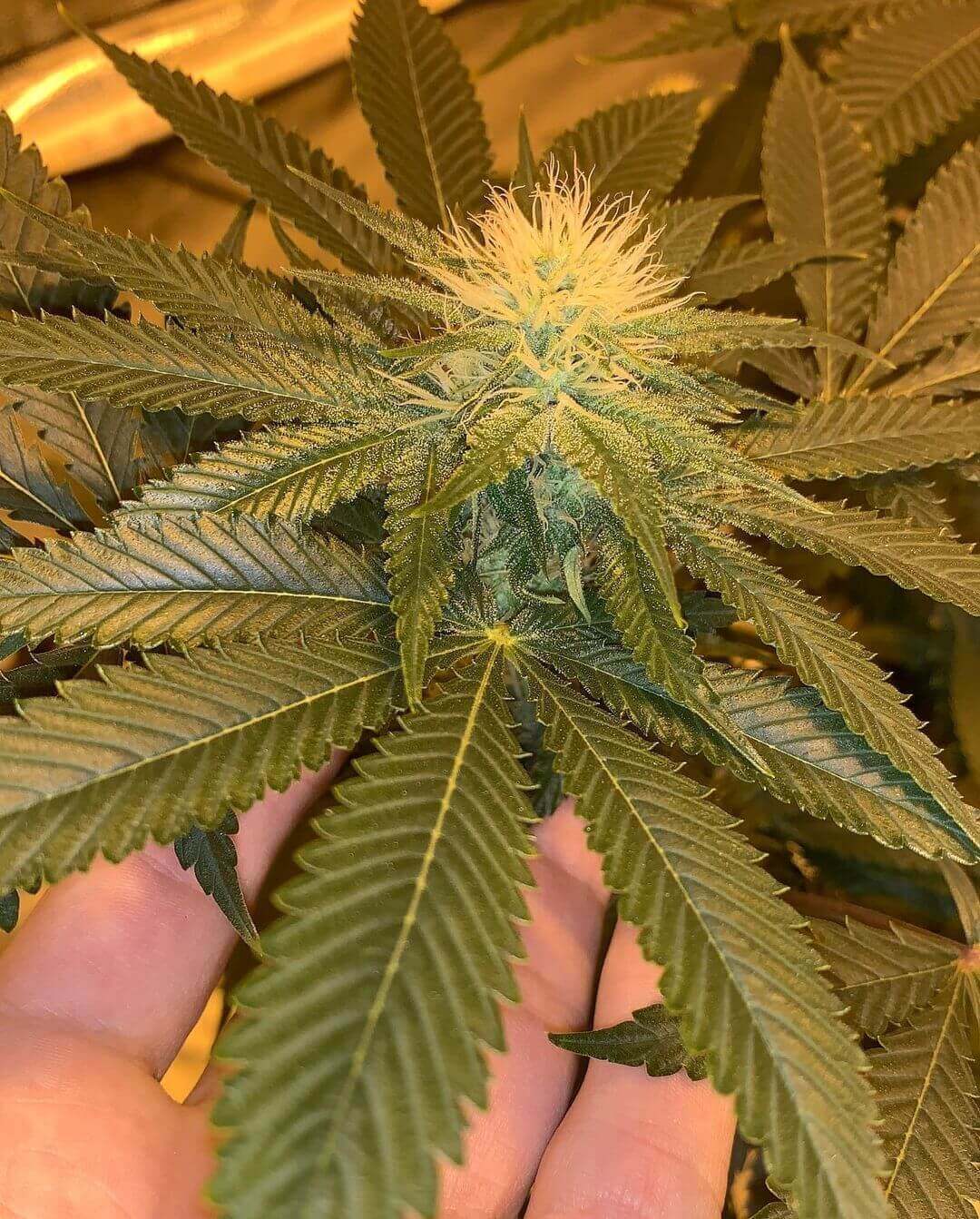 Bodhi Seeds - Wookie Orgasm (reg.)