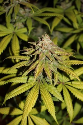 Bodhi Seeds - Soul Mate (reg.) 08254