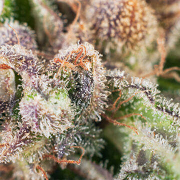 Bodhi Seeds - Sun Ra (reg.)