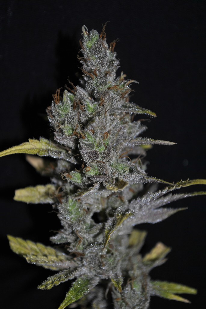 CBD Crew - CBD MediHaze (fem.)