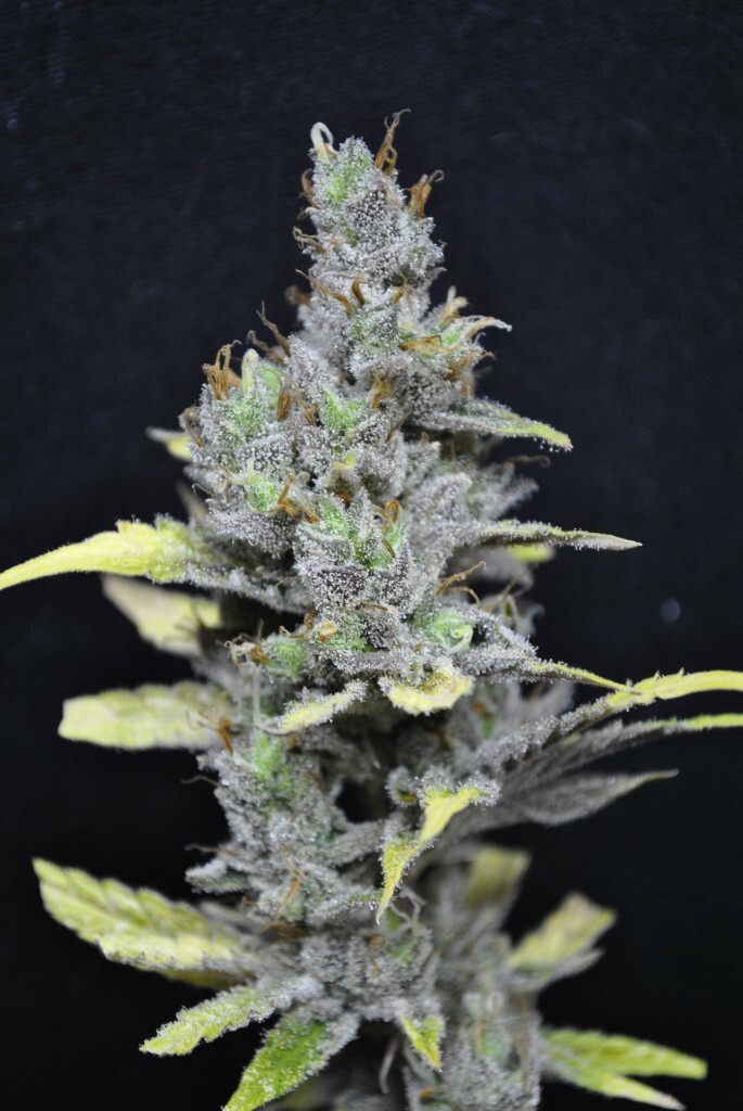 CBD Crew - CBD MediHaze (fem.)