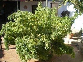 CBD Crew - CBD MediHaze (fem.)