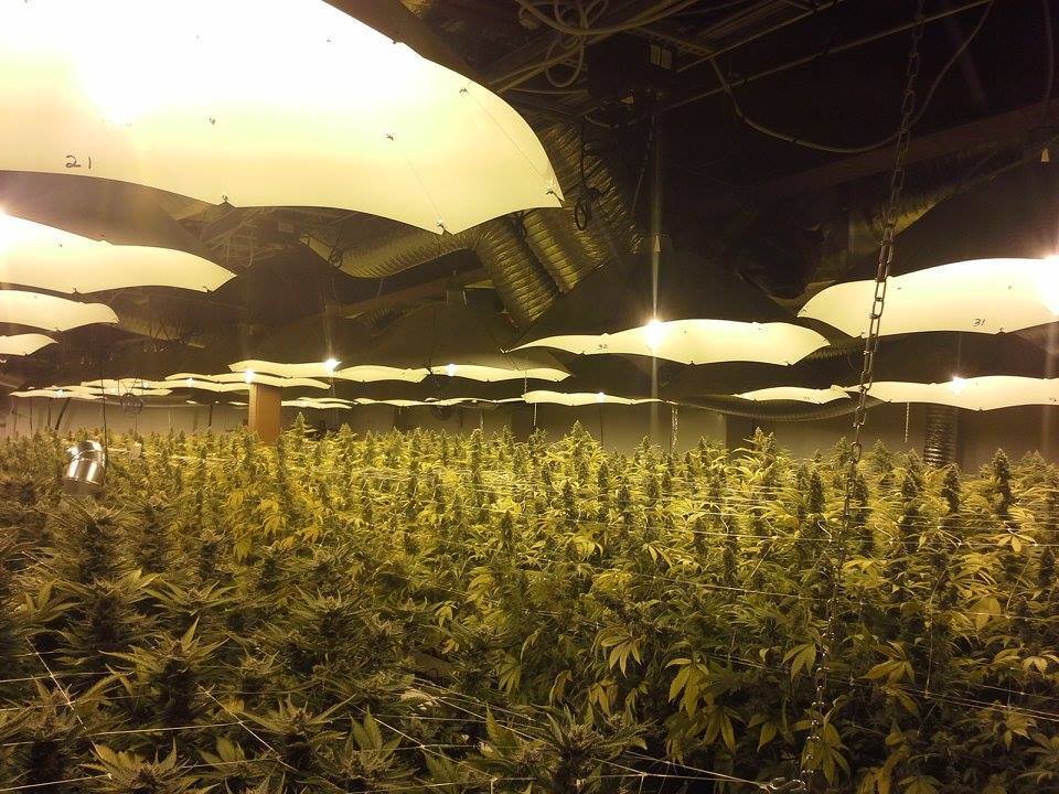 CBD Crew - CBD MediHaze (fem.)