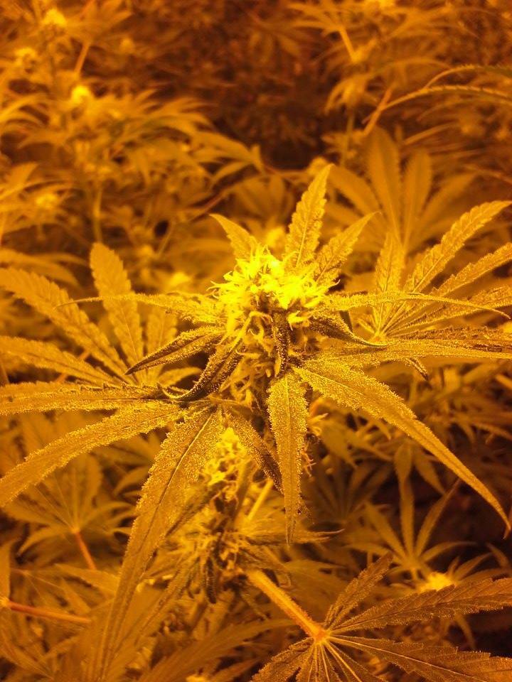 CBD Crew - CBD MediHaze (fem.)