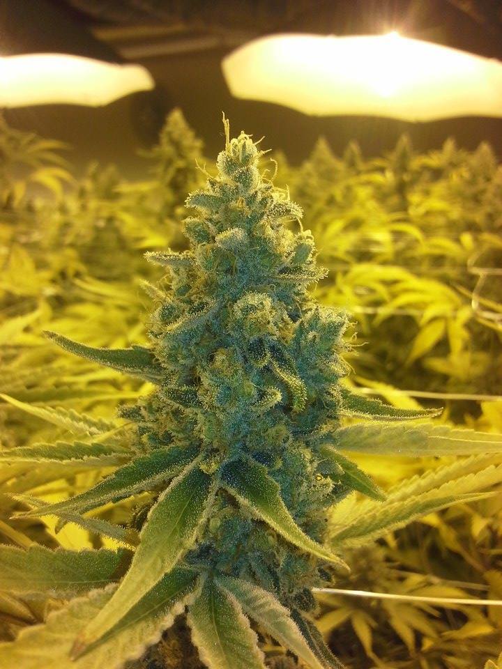 CBD Crew - CBD MediHaze (fem.)
