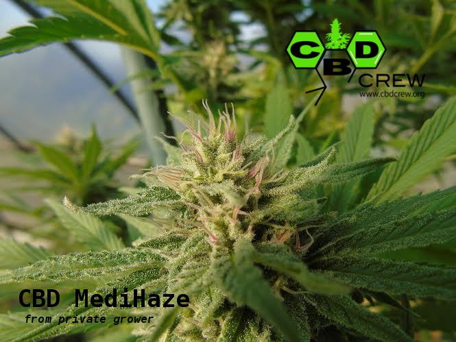 CBD Crew - CBD MediHaze (fem.)