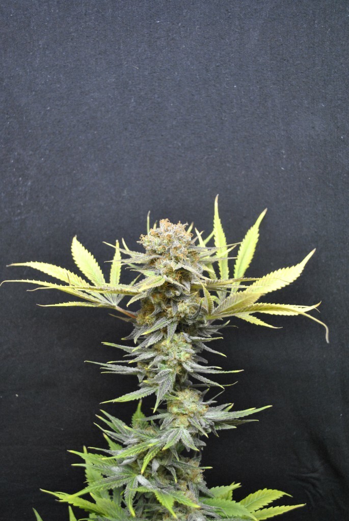 CBD Crew - CBD Nordle (fem.)