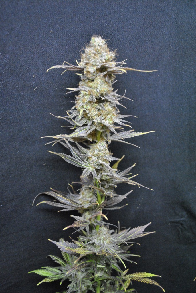 CBD Crew - CBD Nordle (fem.)