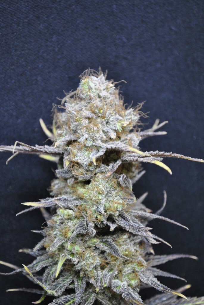 CBD Crew - CBD Nordle (fem.)