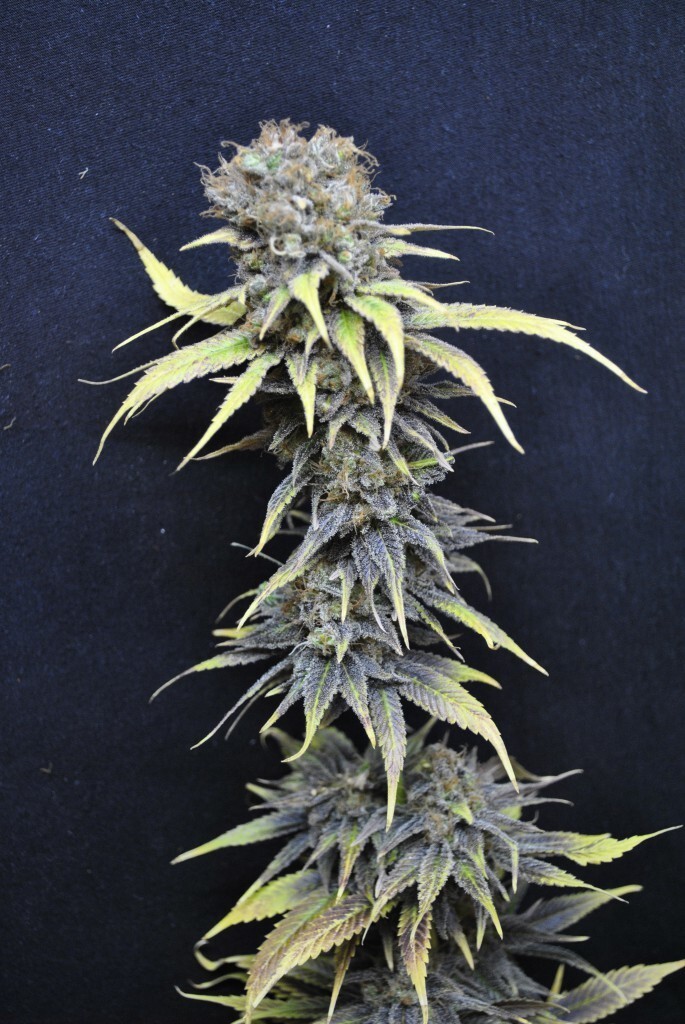CBD Crew - CBD Nordle (fem.)