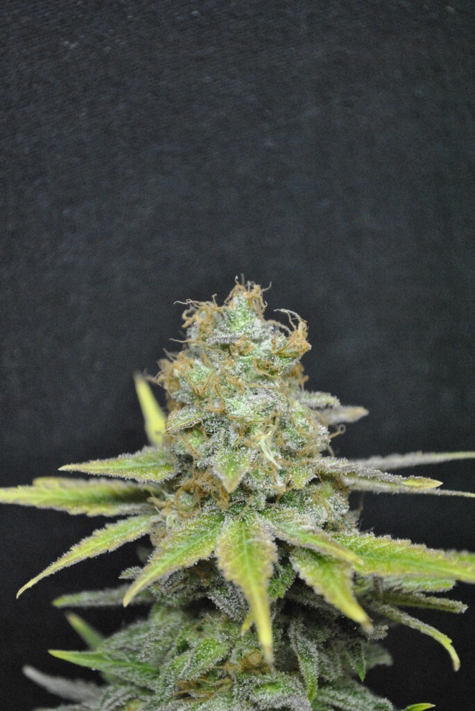 CBD Crew - CBD Nordle (fem.)