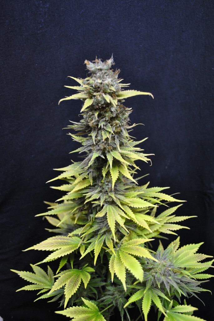 CBD Crew - CBD Nordle (fem.)