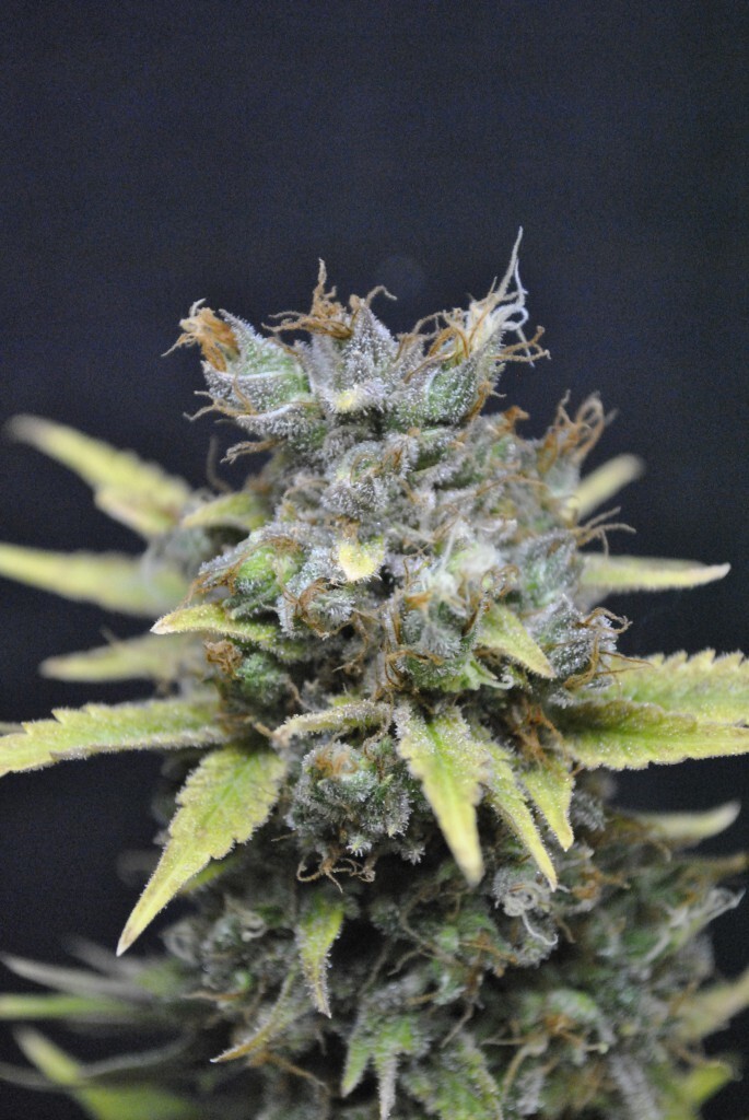 CBD Crew - CBD Nordle (fem.)