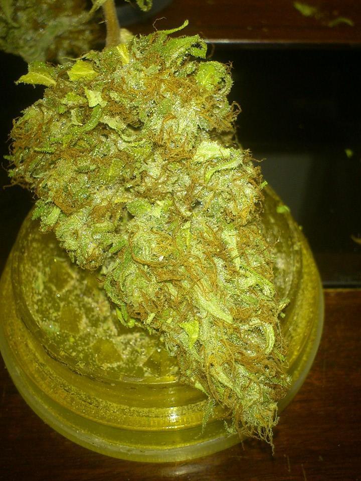 CBD Crew - CBD Nordle (fem.)