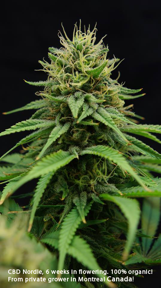 CBD Crew - CBD Nordle (fem.)