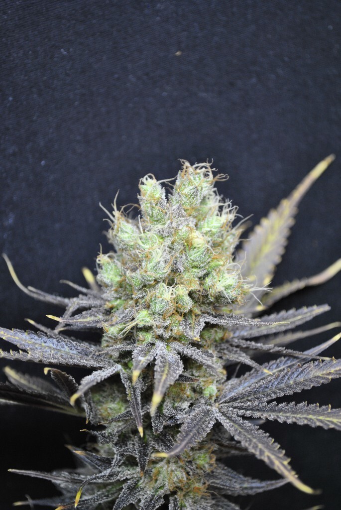 CBD Crew - CBD Nordle (fem.)