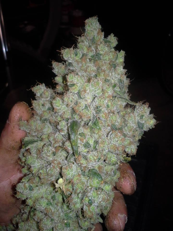 CBD Crew - CBD Shark (fem.)