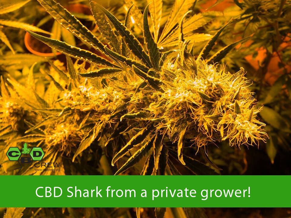 CBD Crew - CBD Shark (fem.)
