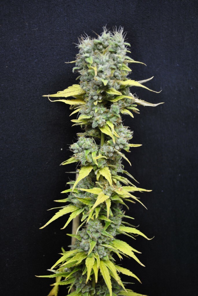CBD Crew - CBD Skunk Haze (fem.)