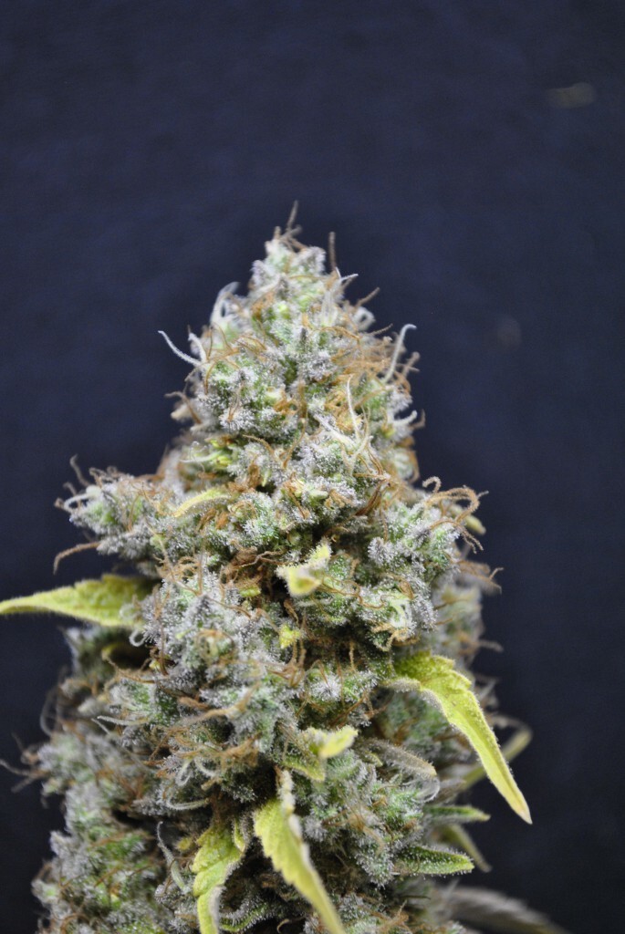 CBD Crew - CBD Skunk Haze (fem.)