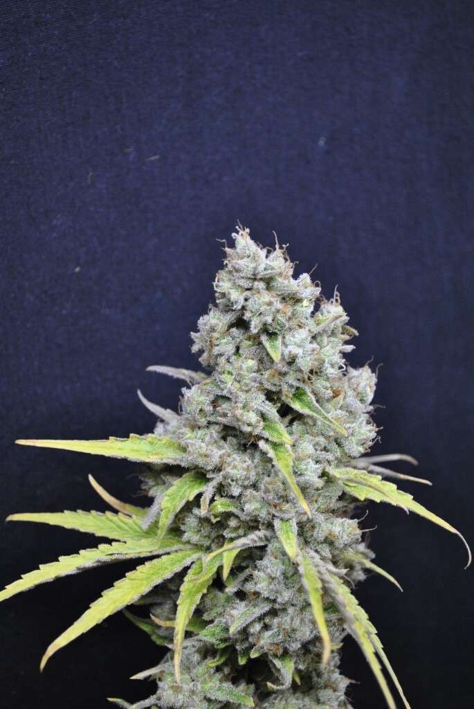 CBD Crew - CBD Skunk Haze (fem.)
