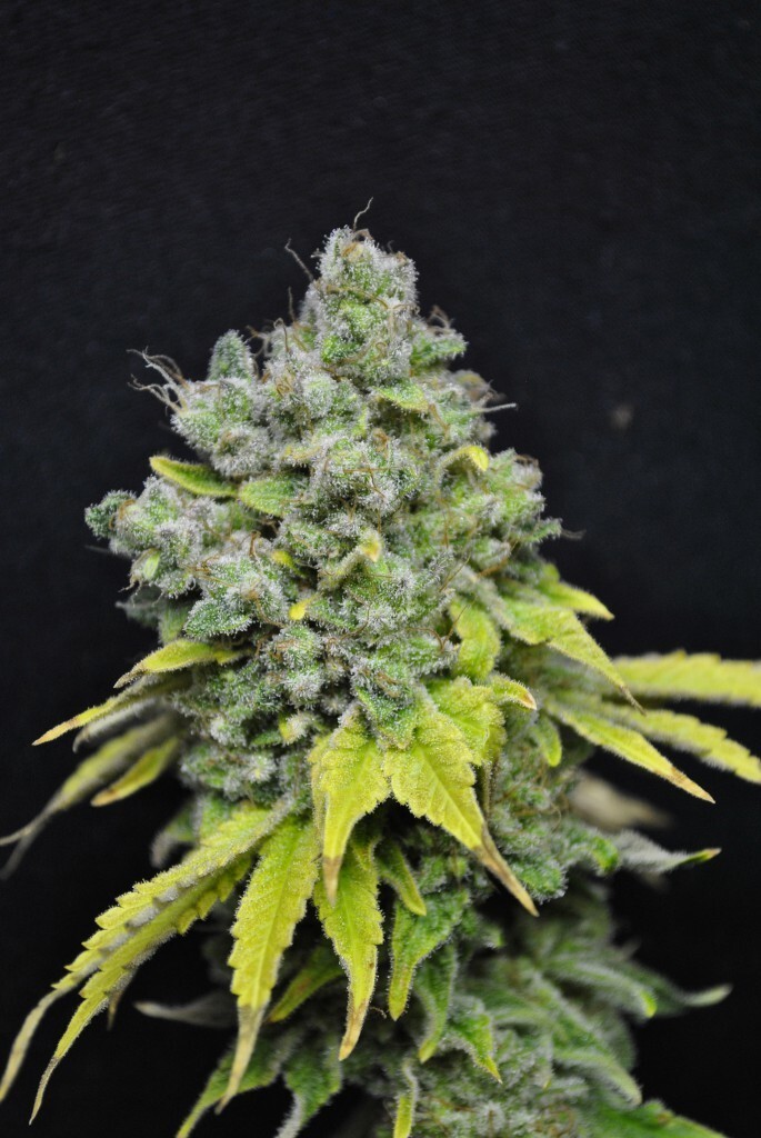 CBD Crew - CBD Skunk Haze (fem.)