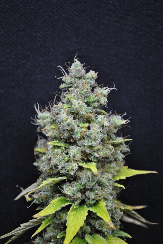 CBD Crew - CBD Skunk Haze (fem.)