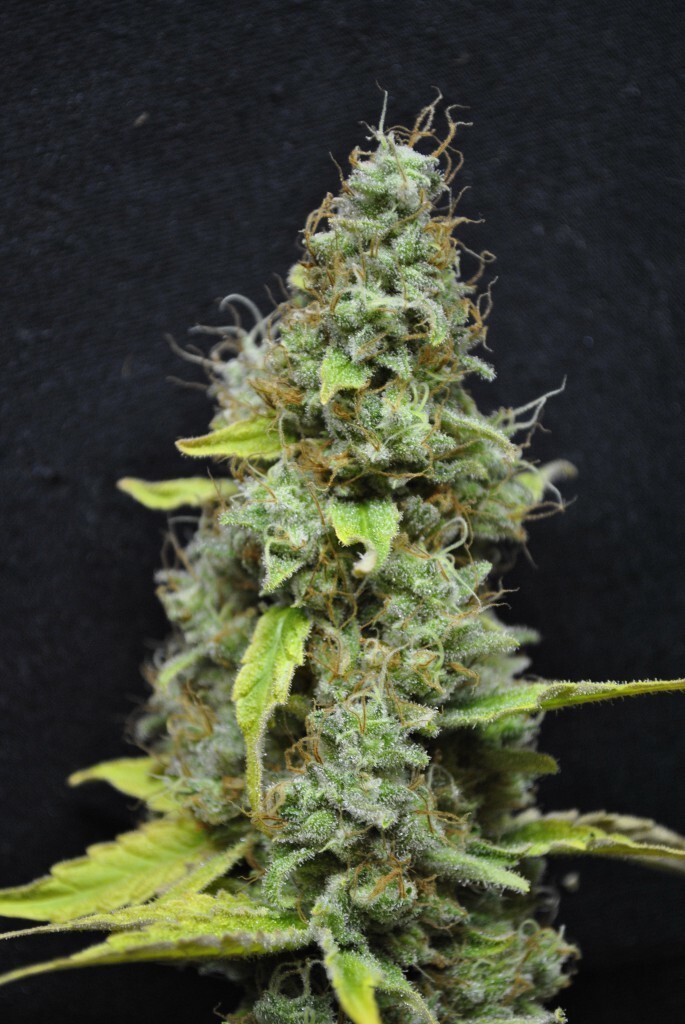 CBD Crew - CBD Skunk Haze (fem.)