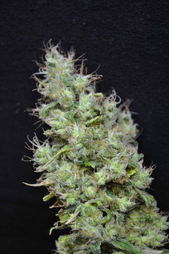 CBD Crew - CBD Skunk Haze (fem.)