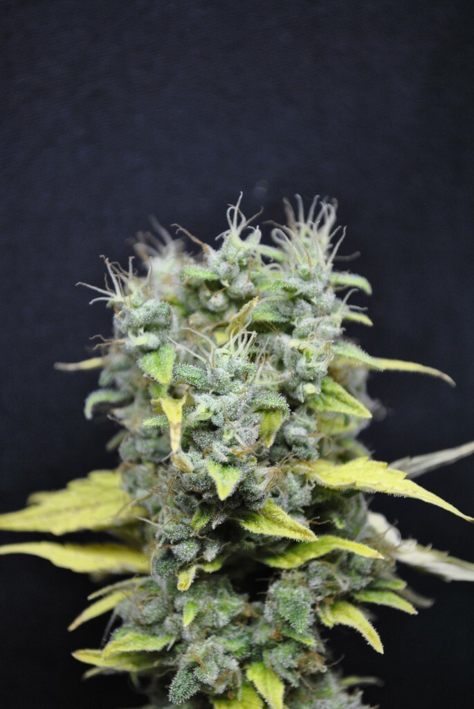 CBD Crew - CBD Skunk Haze (fem.)