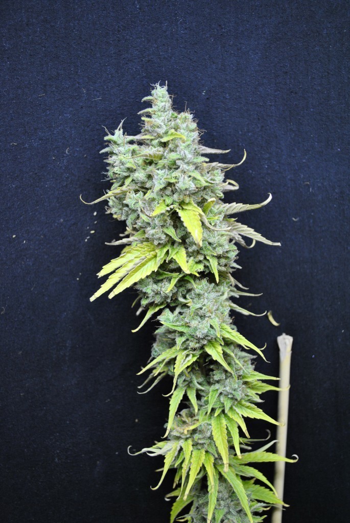 CBD Crew - CBD Skunk Haze (fem.)