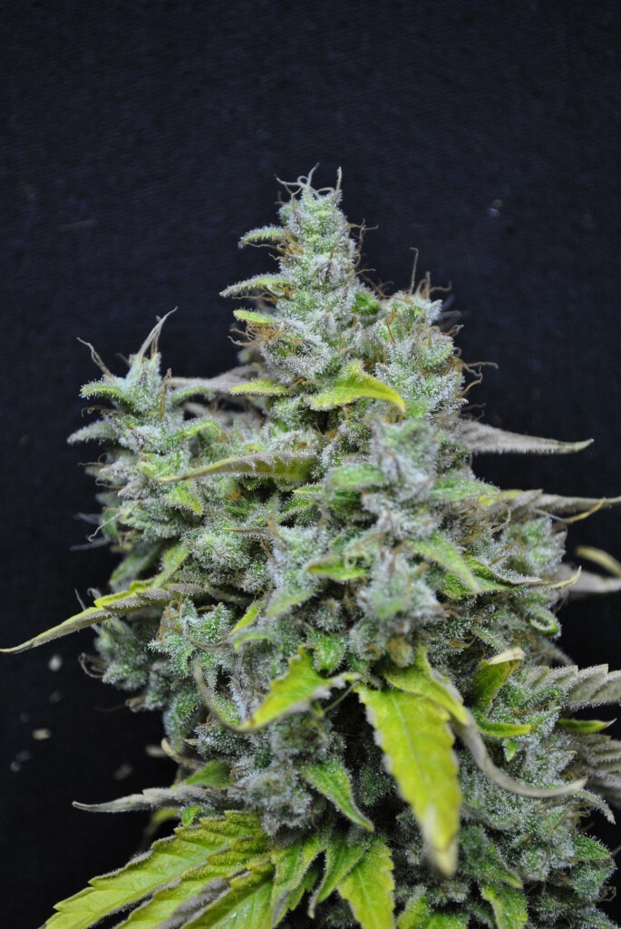 CBD Crew - CBD Skunk Haze (fem.)