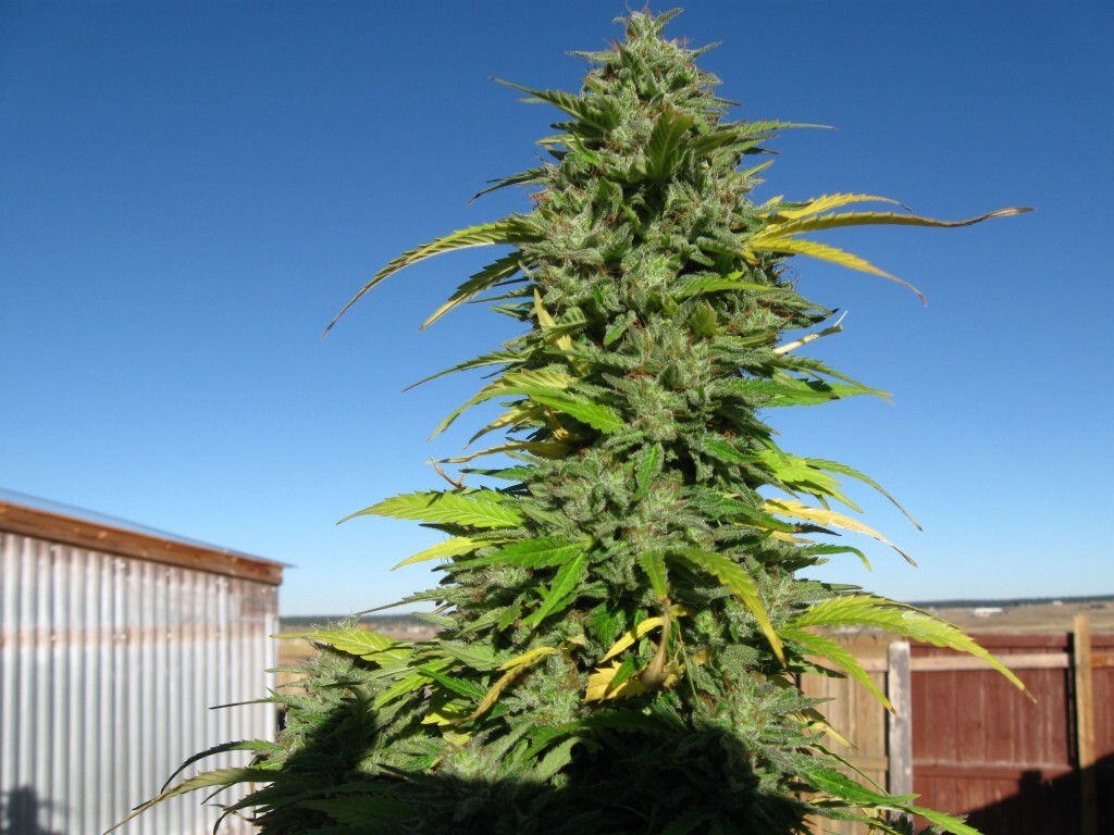 CBD Crew - CBD Yummy (fem.)
