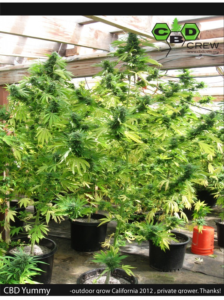 CBD Crew - CBD Yummy (fem.)
