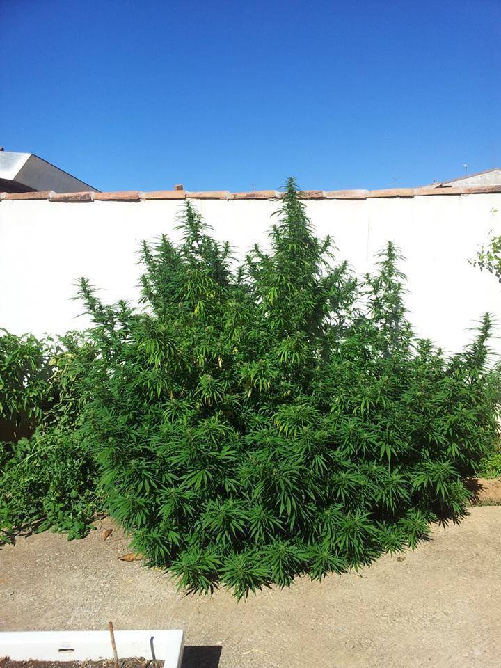 CBD Crew - CBD Yummy (fem.)